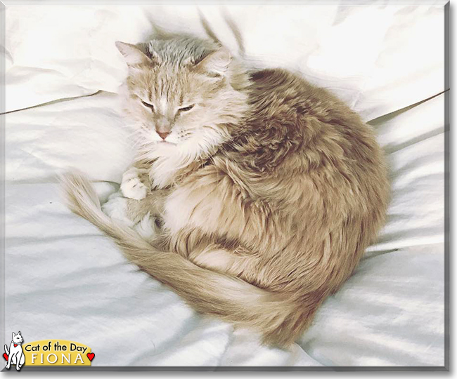 Fiona the Longhair Cat, the Cat of the Day