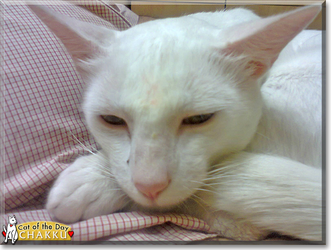 Chakku the Indian Domestic Cat, the Cat of the Day