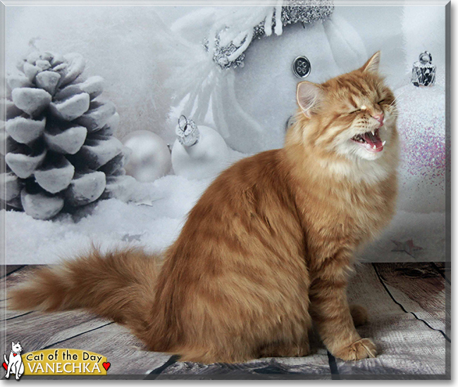 Vanechka the Siberian Forest Cat, the Cat of the Day