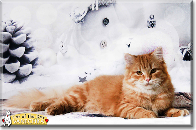 Vanechka the Siberian Forest Cat, the Cat of the Day