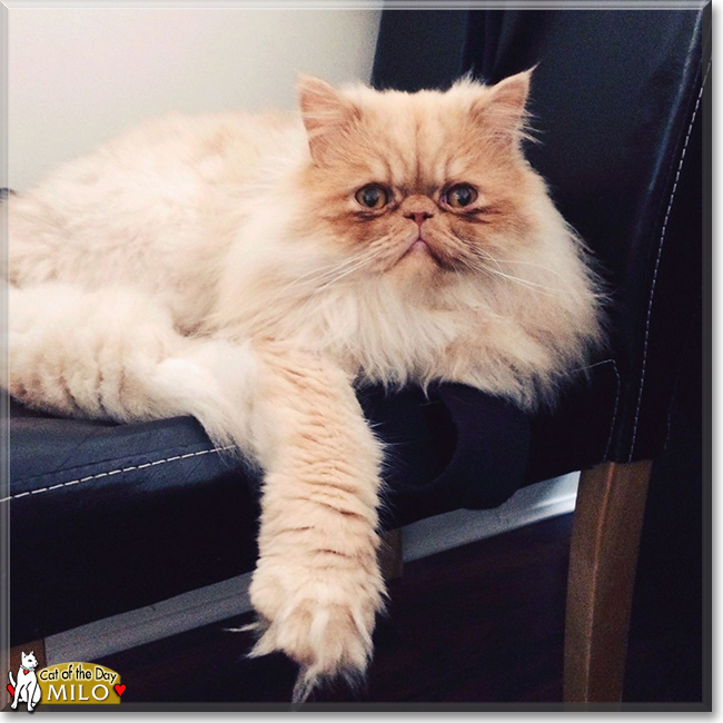 Milo the Persian Cat, the Cat of the Day