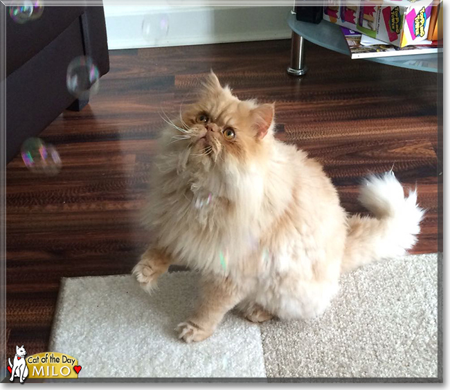Milo the Persian Cat, the Cat of the Day