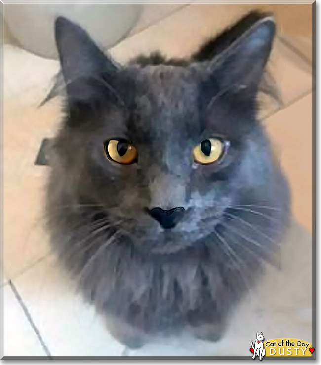 Dusty the Domestic Longhair, the Cat of the Day