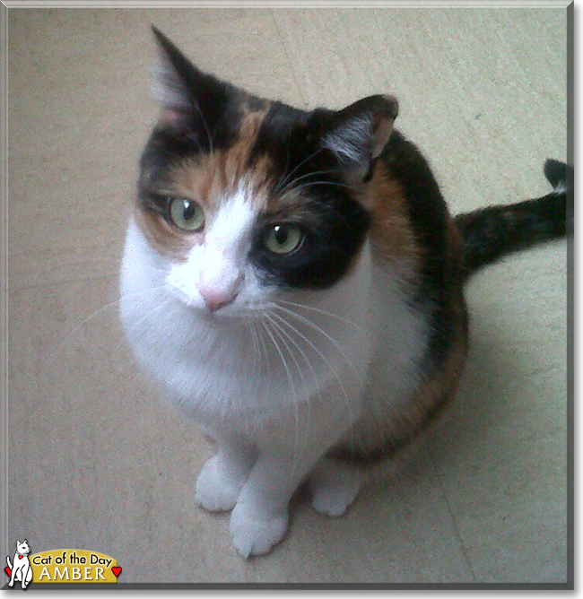Amber the Calico, the Cat of the Day