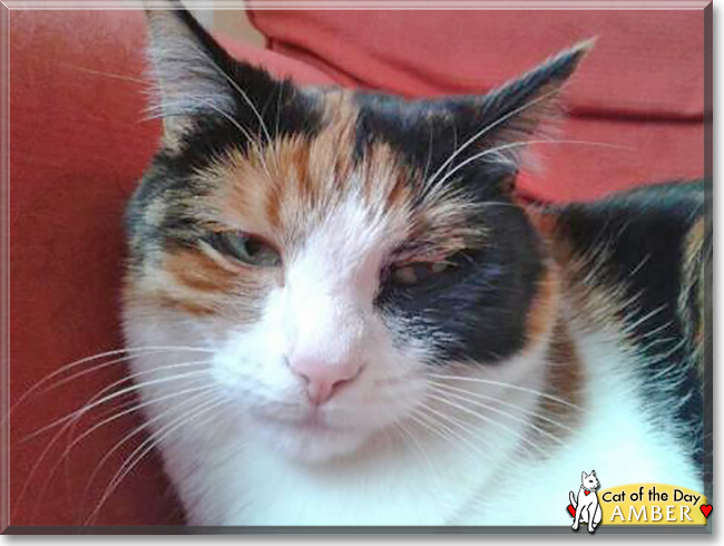 Amber the Calico, the Cat of the Day