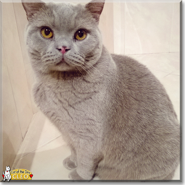 Cleo the British Blue Shorthair, the Cat of the Day