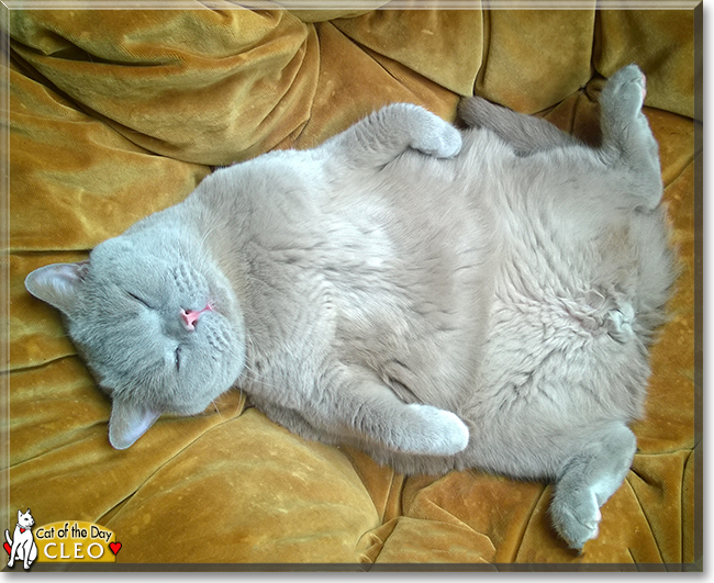Cleo the British Blue Shorthair, the Cat of the Day
