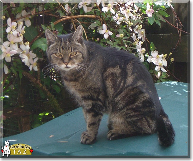 Taz the Tabby, the Cat of the Day