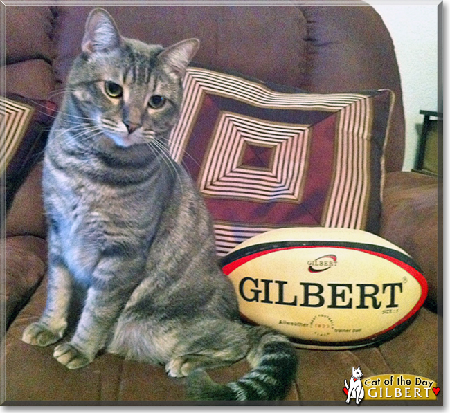 Gilbert the Tabby, the Cat of the Day