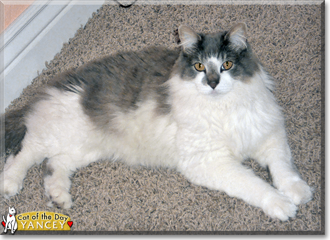 Yancey the Longhair Cat, the Cat of the Day
