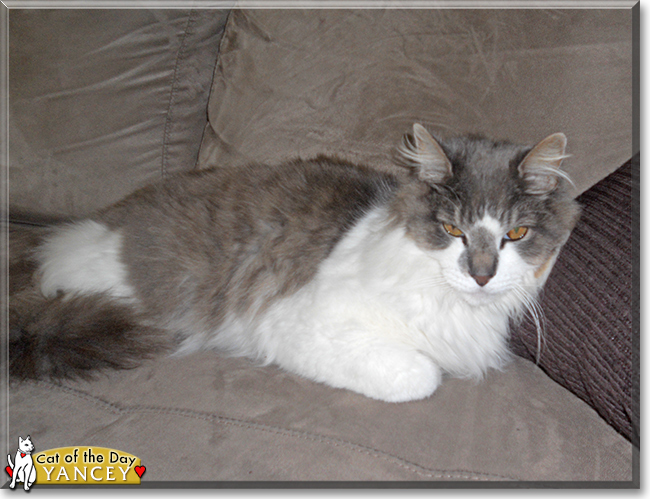 Yancey the Longhair Cat, the Cat of the Day