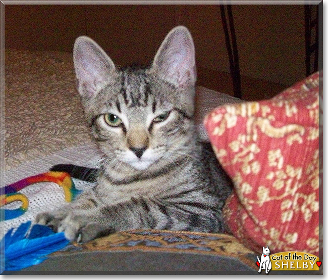 Shelby the Gray Tabby, the Cat of the Day