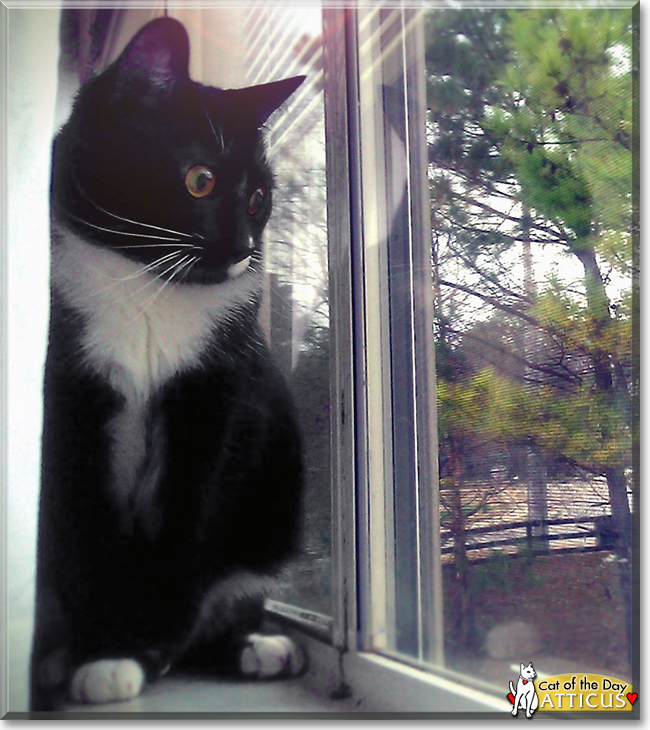 Atticus the Tuxedo Cat, the Cat of the Day