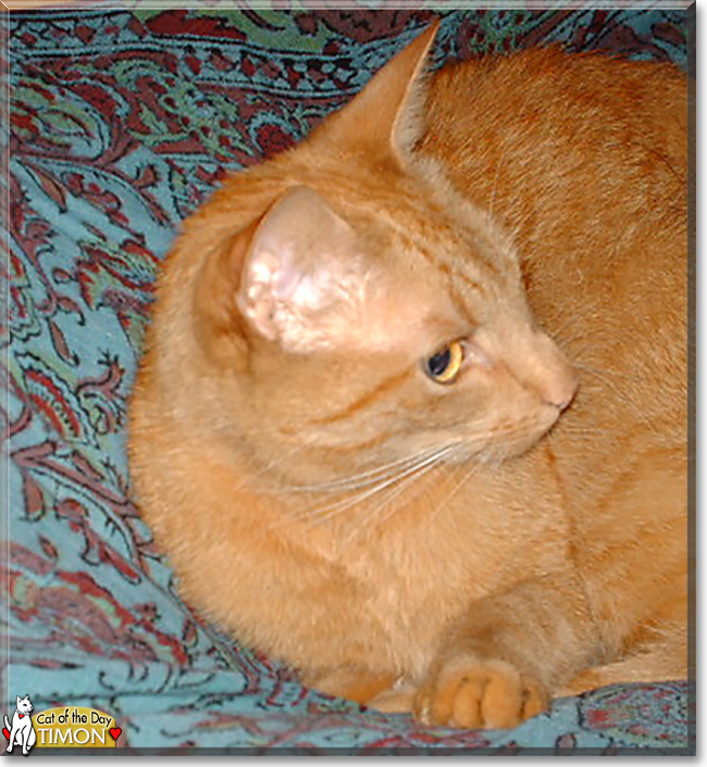 Timon the Ginger Tabby, the Cat of the Day
