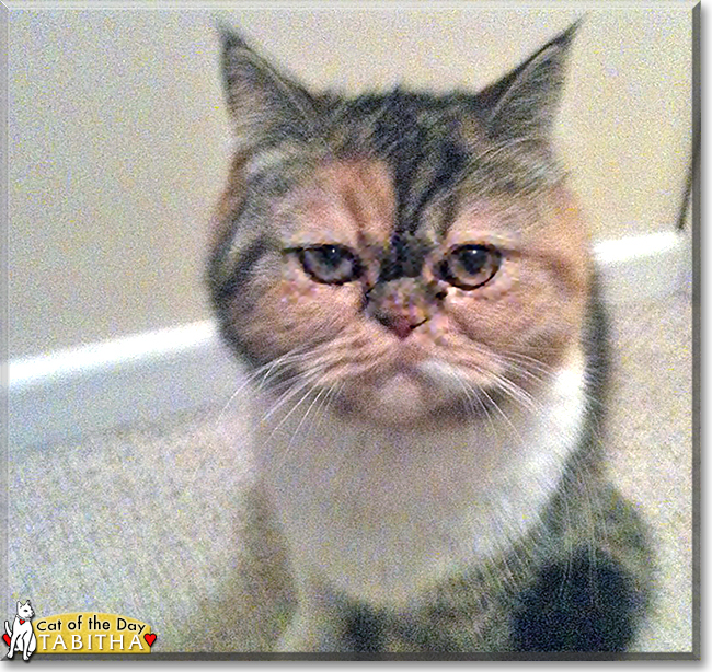 Tabitha the Persian Calico, the Cat of the Day