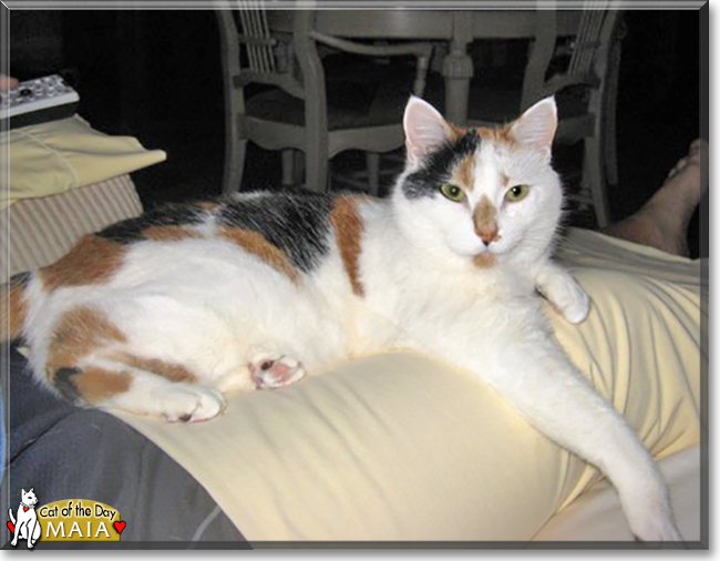 Maia the Calico, the Cat of the Day