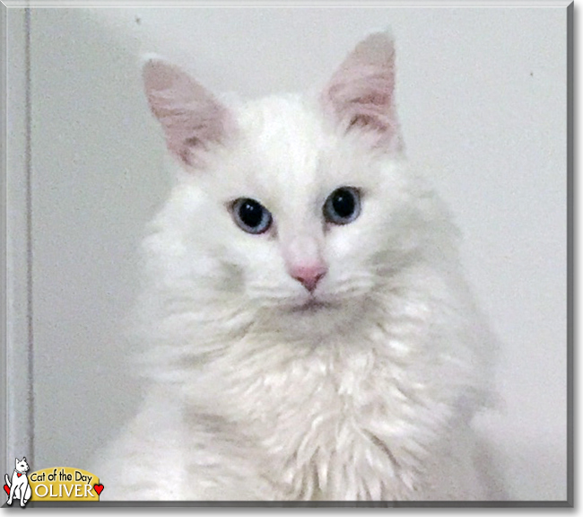 Oliver the Turkish Angora mix, the Cat of the Day