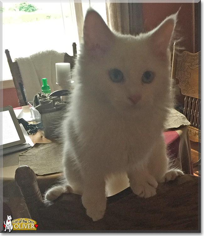 Oliver the Turkish Angora mix, the Cat of the Day