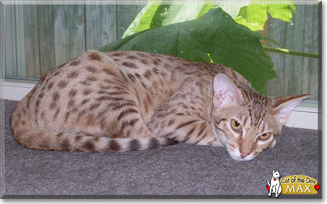 Max the Ocicat, the Cat of the Day