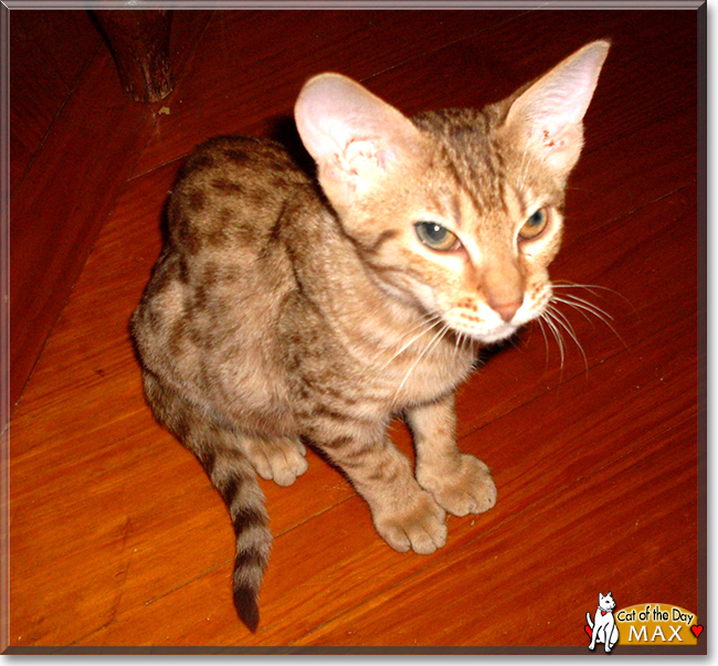 Max the Ocicat, the Cat of the Day
