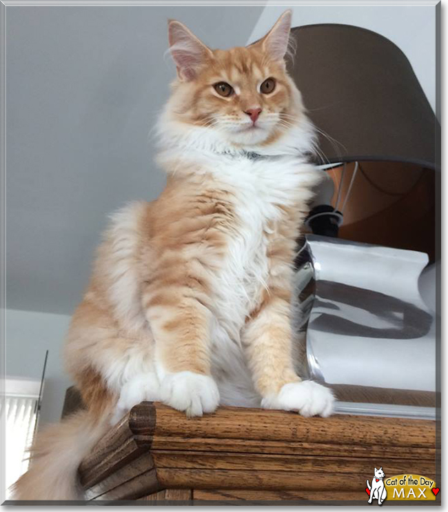 Max the Maine Coon, the Cat of the Day