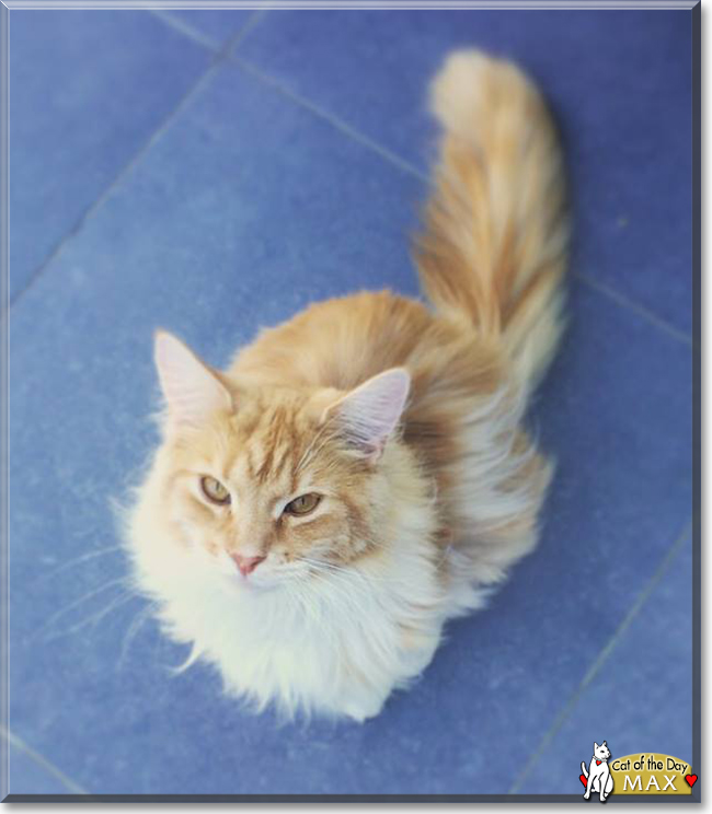 Max the Maine Coon, the Cat of the Day