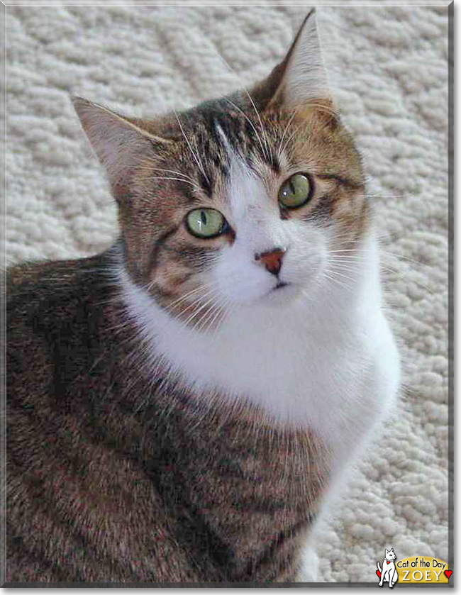 Zoey the Tabby, the Cat of the Day