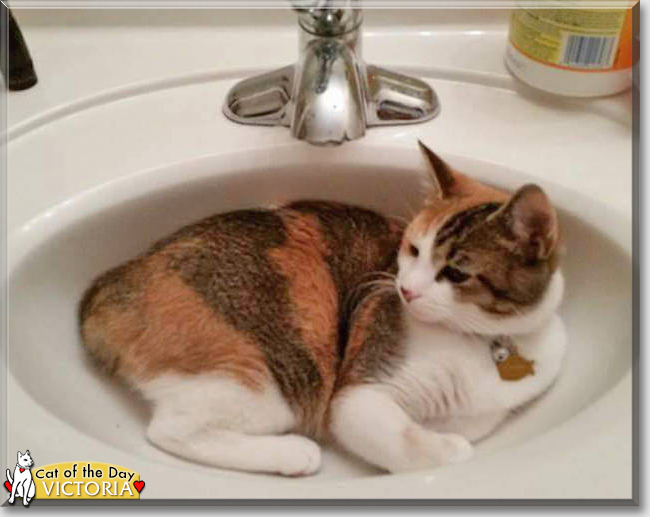 Victoria the Calico, the Cat of the Day