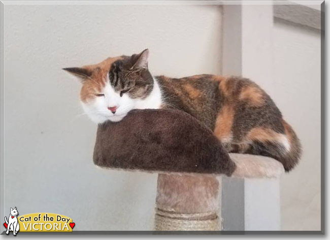 Victoria the Calico, the Cat of the Day