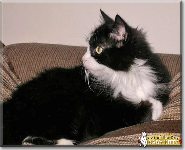 Baby Kitty the LongHaired Tuxedo, the Cat of the Day