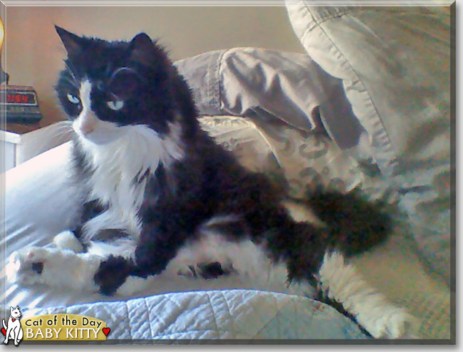 Baby Kitty the LongHaired Tuxedo, the Cat of the Day