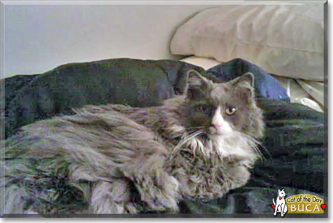 Buca the Ragdoll, Maine Coon mix, the Cat of the Day