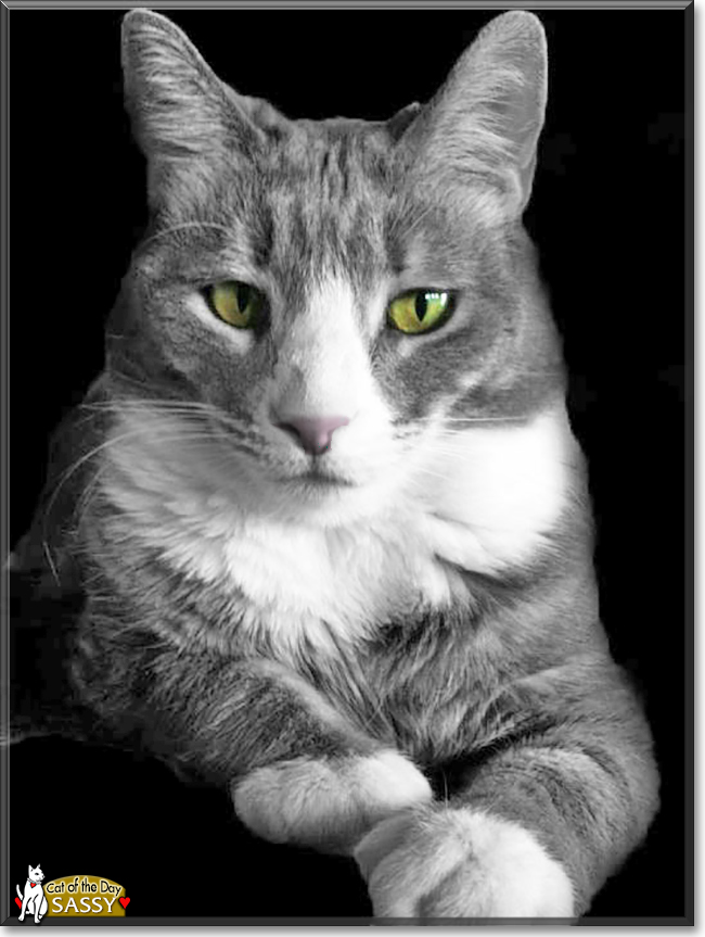 Sassy the Grey Tabby, the Cat of the Day