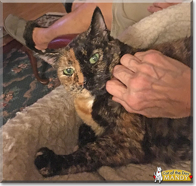 Mandy the Tortoiseshell mix, the Cat of the Day