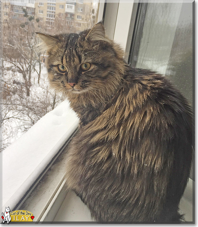 Ilay the Longhair Tabby, the Cat of the Day