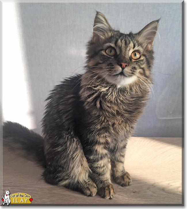 Ilay the Longhair Tabby, the Cat of the Day