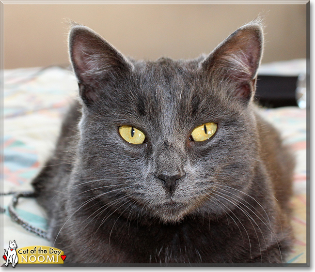 Noomi the Chartreux mix, the Cat of the Day
