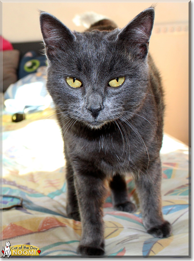 Noomi the Chartreux mix, the Cat of the Day