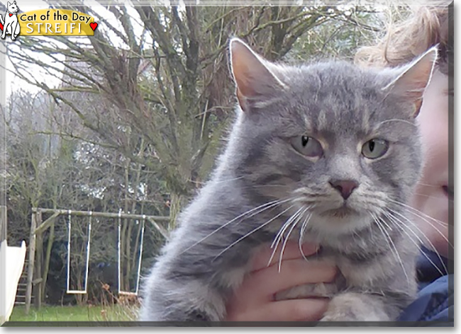 Streifi the Grey Tabby, the Cat of the Day