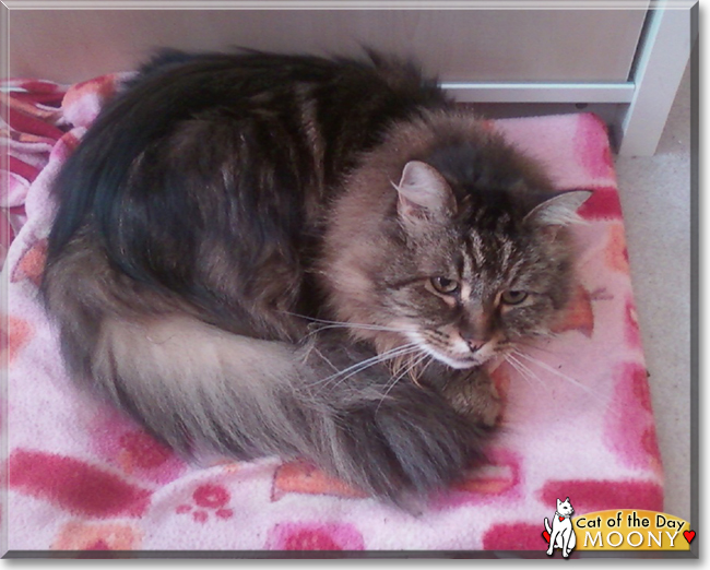 Moony the Maine Coon, the Cat of the Day