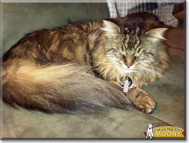 Moony the Maine Coon, the Cat of the Day