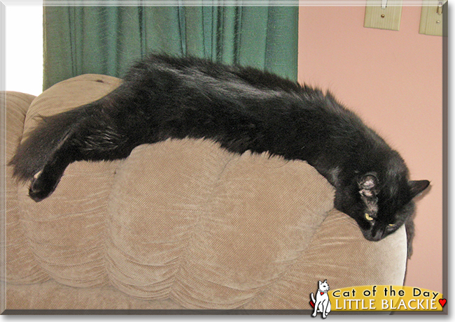 Little Blackie the Domestic Longhair, the Cat of the Day