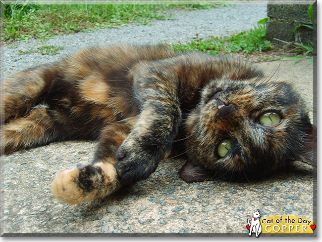 Copper the Tortoiseshell Cross, the Cat of the Day