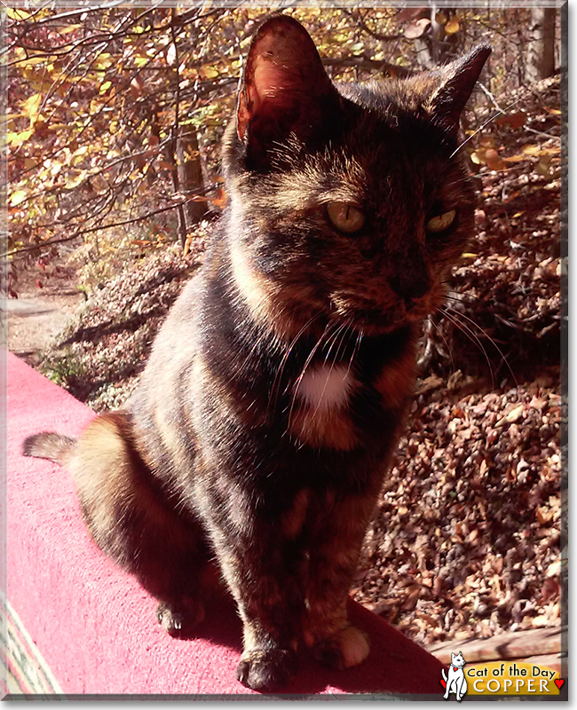 Copper the Tortoiseshell Cross, the Cat of the Day