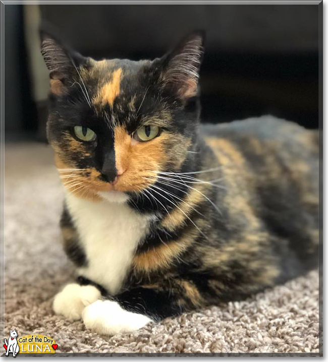 Luna the Calico, the Cat of the Day