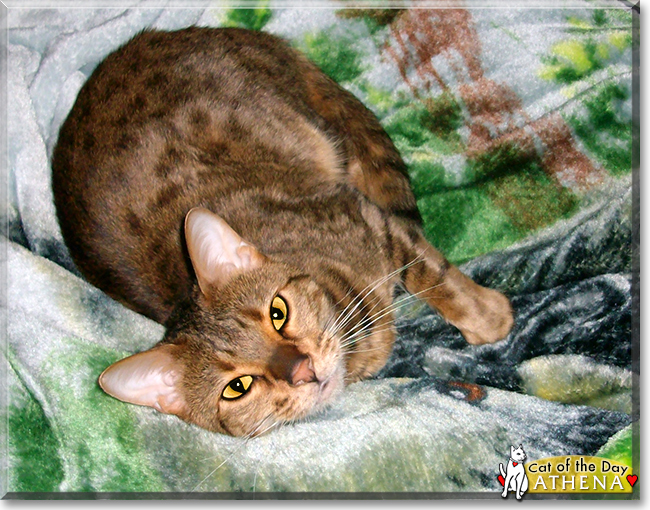 Athena the Bengal Cat, the Cat of the Day