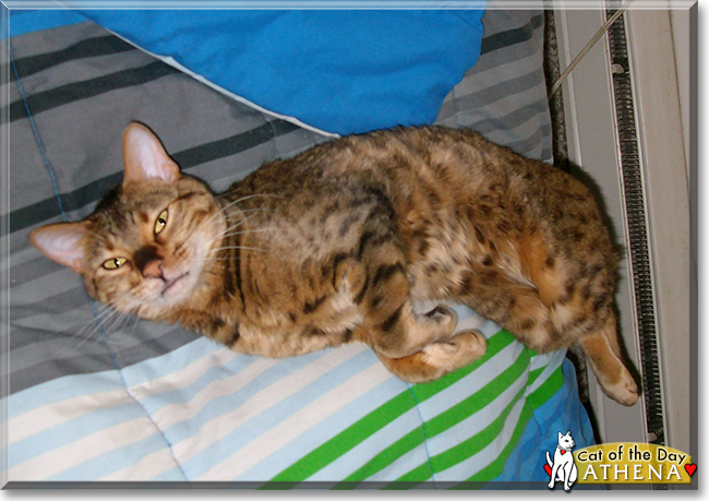 Athena the Bengal Cat, the Cat of the Day