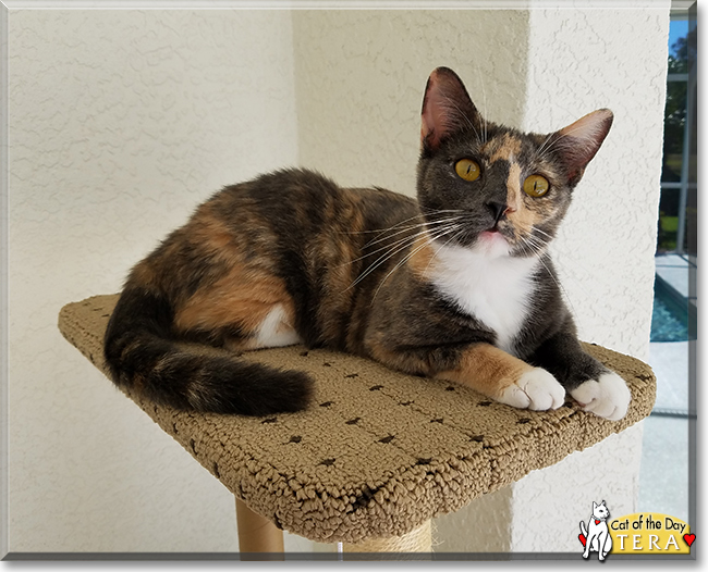 Tera the Dilute Tortoiseshell, the Cat of the Day