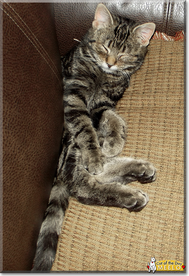 Meelo the Tabby, the Cat of the Day