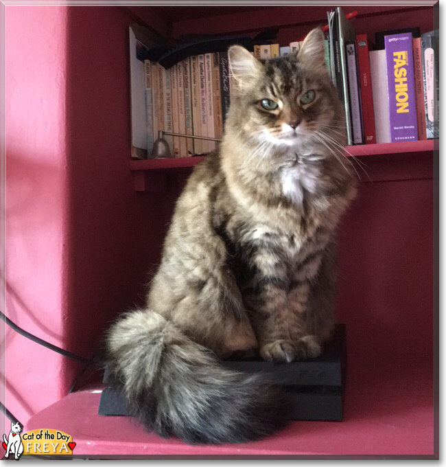 Freya the Domestic Longhair, the Cat of the Day